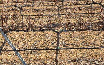 Elegir la densidad de plantación de un viñedo