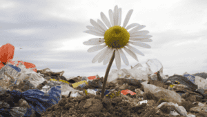 Una amrgarita creciendo entre restos de plásticos